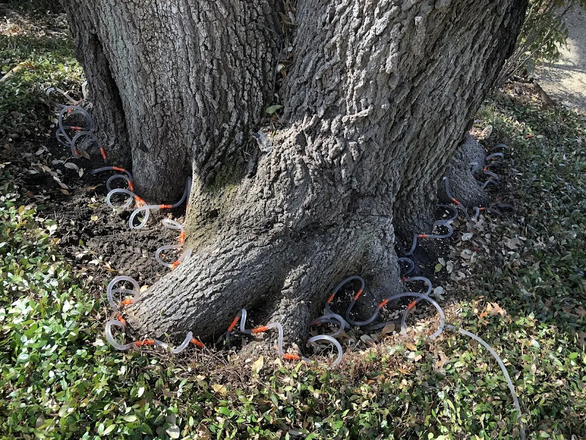 Detailed Tree Cabling and Bracing job site in Wright